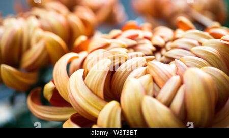 Macro fleur Aster Banque D'Images
