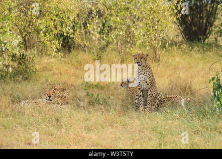 Le guépard Acinonyx jubatus lécher lécher les lèvres assis le Masai Mara National Reserve Kenya Afrique de l'Est, les frères couchés dans l'herbe verte se reposant Banque D'Images