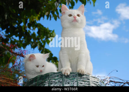 Deux semaines 14 chatons espiègles en haut d'un grand rouleau de fil vert palissades Banque D'Images