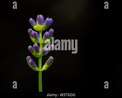 L'usine de lavande en fond sombre Banque D'Images