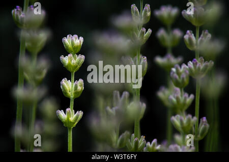L'usine de lavande en fond sombre Banque D'Images