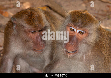 Manger du crabe macaque (Macaca fascicularis), également connu sous le nom de macaques à longue queue, est un primate cercopithecine originaire d'Asie du Sud-Est. Banque D'Images