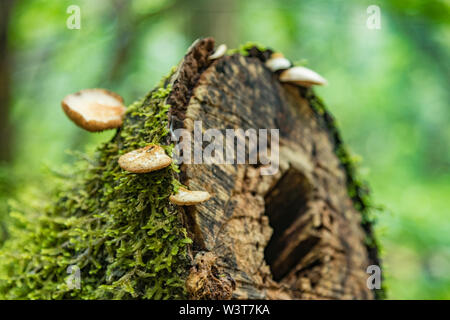 Un vieux tronc scié couvert de lichens et champignons. Forêt relique sur les pentes de la plus vieille chaîne de montagnes du Parc Naturel d'Anaga sur l'islan Banque D'Images