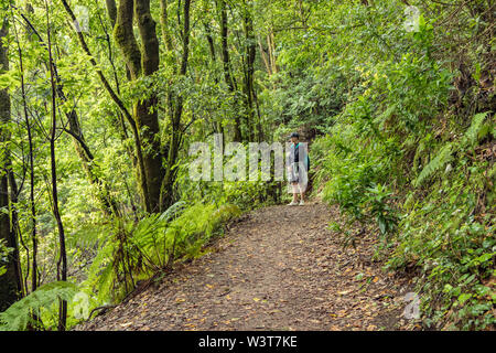 Un jeune voyageur dans la forêt relique. Pentes de l'ancienne chaîne de montagnes d'Anaga sur l'île de Tenerife. Arbre géant de lauriers et de bruyères le long narro Banque D'Images