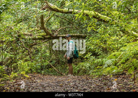 Un jeune voyageur dans la forêt relique. Pentes de l'ancienne chaîne de montagnes d'Anaga sur l'île de Tenerife. Arbre géant de lauriers et de bruyères le long narro Banque D'Images