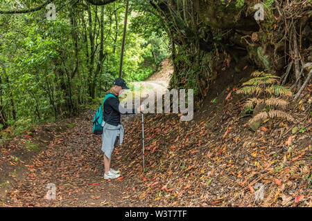 Un jeune voyageur dans la forêt relique. Pentes de l'ancienne chaîne de montagnes d'Anaga sur l'île de Tenerife. Arbre géant de lauriers et de bruyères le long narro Banque D'Images