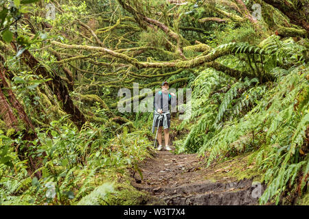 Un jeune voyageur dans la forêt relique. Pentes de l'ancienne chaîne de montagnes d'Anaga sur l'île de Tenerife. Arbre géant de lauriers et de bruyères le long narro Banque D'Images