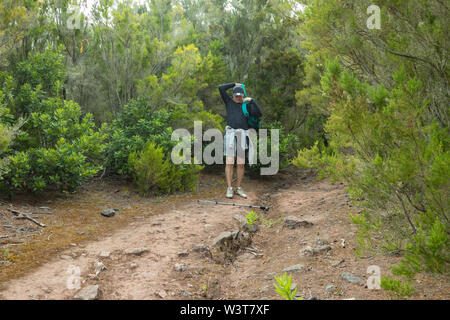 Un jeune voyageur dans la forêt relique. Pentes de l'ancienne chaîne de montagnes d'Anaga sur l'île de Tenerife. Arbre géant de lauriers et de bruyères le long narro Banque D'Images