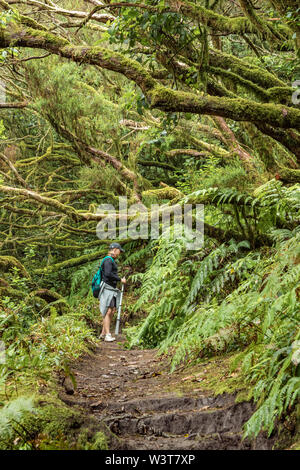 Un jeune voyageur dans la forêt relique. Pentes de l'ancienne chaîne de montagnes d'Anaga sur l'île de Tenerife. Arbre géant de lauriers et de bruyères le long narro Banque D'Images