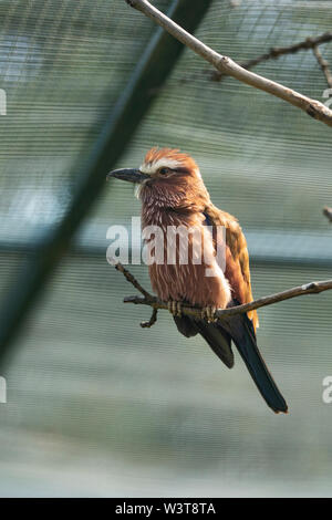 Un rouleau à couronne roufeuse ou un rouleau violet (Coracias naevius), un kingfisher originaire de l'Afrique subsaharienne, perché sur une branche. Banque D'Images