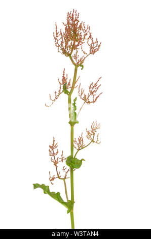 L'oseille commune (Rumex acetosa) flower isolated on white background Banque D'Images