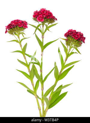 Dianthus barbatus (Sweet William) fleurs isolé sur fond blanc Banque D'Images