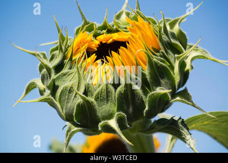 Dans la zone de maturation de tournesol Banque D'Images