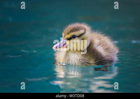 Caneton colvert bébé jaune avec des plumes et un bec floue brillant bleu flotte dans la piscine. Banque D'Images