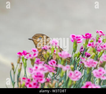 Un jeune robin (UK) perché sur un pot de fleurs dans un jardin anglais. Banque D'Images