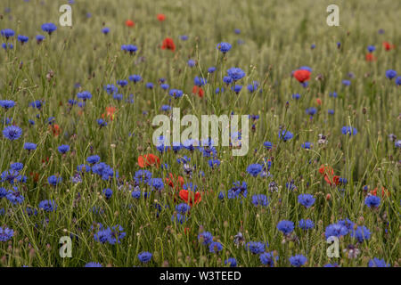 Un champ de blé mélangé avec fleurs de bleuet et de coquelicots, Danemark, le 10 juin, 2019 Banque D'Images