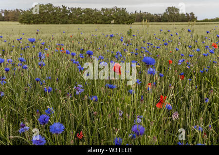 Un champ de blé mélangé avec barbeaux et coquelicots et une forêt en arrière-plan, le Danemark, le 10 juin, 2019 Banque D'Images