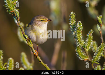 Willow warbler fitis (Phylloscopus trochilus,) Banque D'Images