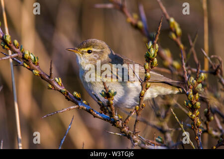 Willow warbler fitis (Phylloscopus trochilus,) Banque D'Images