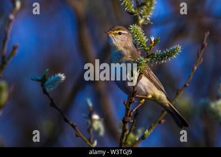 Willow warbler fitis (Phylloscopus trochilus,) Banque D'Images