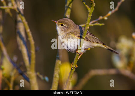 Willow warbler fitis (Phylloscopus trochilus,) Banque D'Images