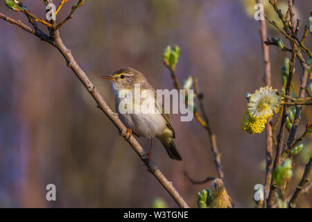 Willow warbler fitis (Phylloscopus trochilus,) Banque D'Images