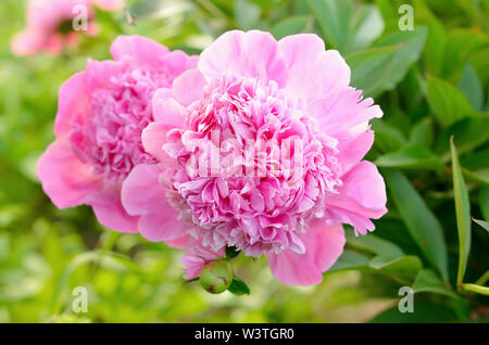 Pivoine rose en pleine floraison dans un jardin, vue en gros Banque D'Images