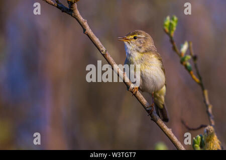 Willow warbler fitis (Phylloscopus trochilus,) Banque D'Images