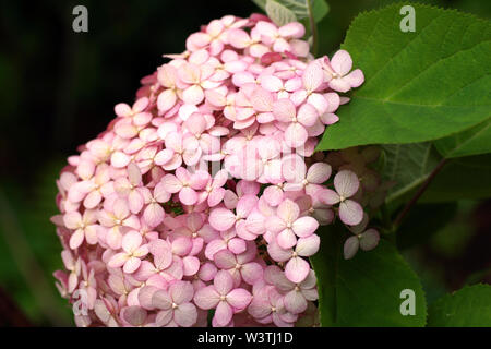 L'Hydrangea arborescens Incrediball Blush doux ou une rose Annabelle. corymbe Flower close up. Banque D'Images