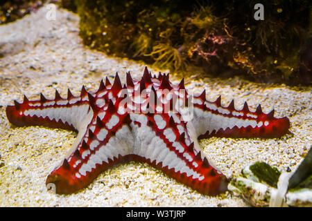 Le bouton rouge de l'Afrique belle étoile de mer en gros plan, espèce de l'étoile de mer tropical indo-Pacific ocean Banque D'Images