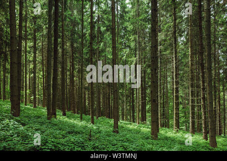 Forêt de sapins en montagne, composition abstraite, la journée en été. Banque D'Images