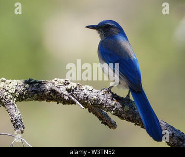 Gros plan d'une poitrine gris Jay perché sur une branche d'arbre. Banque D'Images