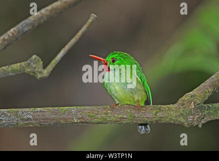 Jamaican Tody (Todus todus) perché sur adultes, Direction générale des espèces endémiques des montagnes Bleues de la Jamaïque, Jamaïque Mars Banque D'Images