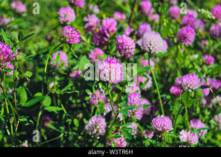 Le trèfle en fleurs sur une prairie d'été. Le trèfle en fleurs de l'ombre pourpre. Banque D'Images