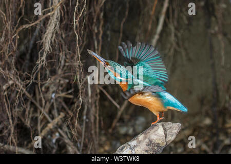 River, Kingfisher (Alcedo atthis) Optimize Weibchen Banque D'Images