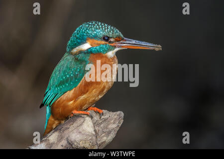 River, Kingfisher (Alcedo atthis) Optimize Weibchen Banque D'Images