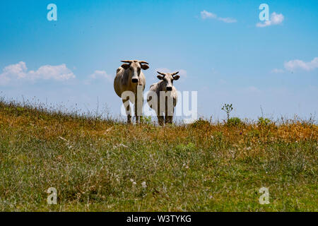 La Chianina bovins toscane en Toscane, Italie Banque D'Images