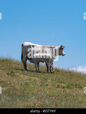 Un jeune veau Chianina infirmières off le mamelon de sa mère sur une colline en Toscane, Italie Banque D'Images