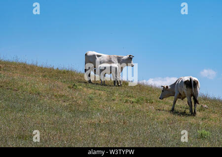 Un jeune veau Chianina infirmières off le mamelon de sa mère sur une colline en Toscane, Italie Banque D'Images