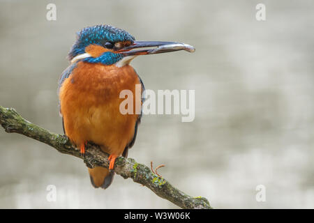 River, Kingfisher (Alcedo atthis) Optimize Männchen mit Beute Banque D'Images