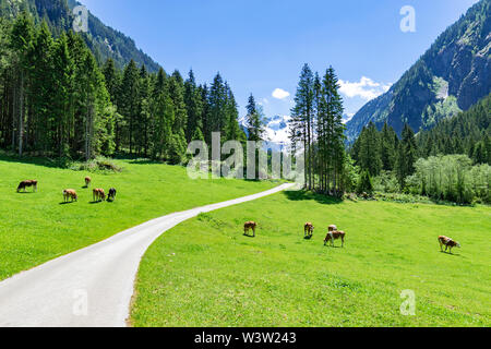 Paysage de montagne avec des vaches qui paissent dans les Alpes Banque D'Images