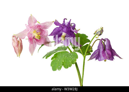 De belles fleurs de rose plante aquilegia couleurs lila et isolé sur fond blanc Banque D'Images