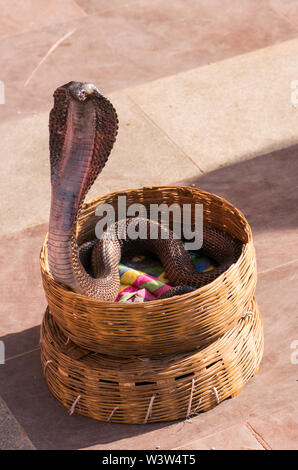 Un Ours à lunettes Cobra Snake dans un panier sur le trottoir dans la ville de Jaipur au Rajasthan en Inde dans la position de défense, Banque D'Images