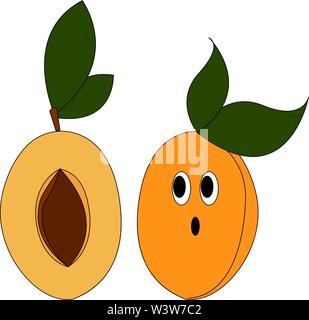 Abricots frais, illustration, vecteur sur fond blanc. Illustration de Vecteur