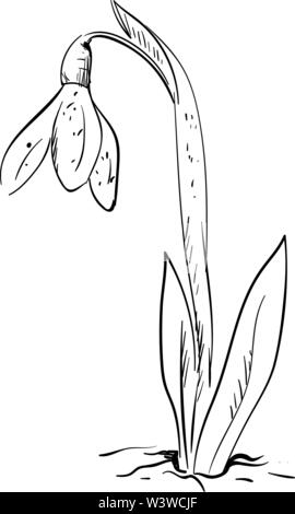 Snowdrop dessin, illustration, vecteur sur fond blanc. Illustration de Vecteur