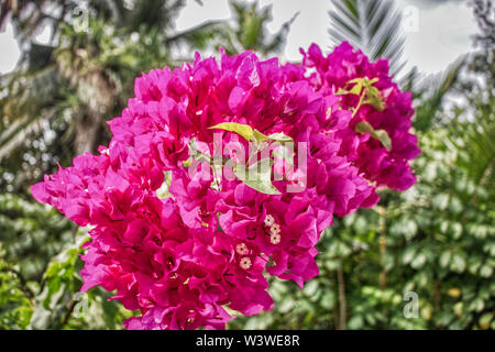 Cette photo montre une belle fleurs de bougainvilliers. Cette photo a été prise sur une île des Maldives Banque D'Images