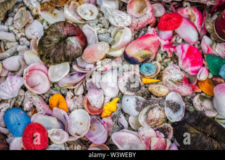 Cette photo montre les coquilles et les coraux colorés comme une décoration de jardin sur une île des Maldives Banque D'Images