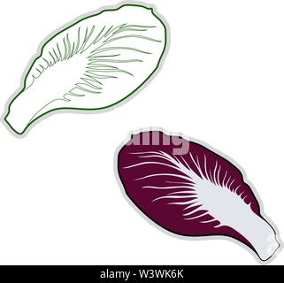 Fresh radicchio, illustration, vecteur sur fond blanc. Illustration de Vecteur