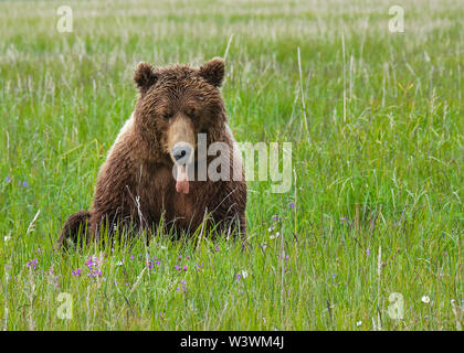 Un Ours brun d'Alaska se trouve dans un champ de fleurs avec sa langue dehors Banque D'Images