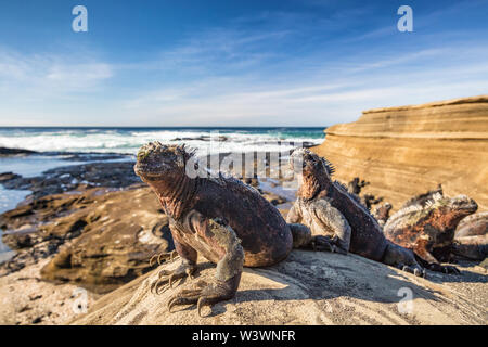 Iguane marin des Galapagos - réchauffement des iguanes au soleil sur les roches volcaniques sur Puerto Egas (port Egas) l'île de Santiago, de l'Équateur. Les animaux de la faune étonnante sur les îles Galapagos, en Équateur. Banque D'Images